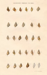 Obus britanniques, vers 1859