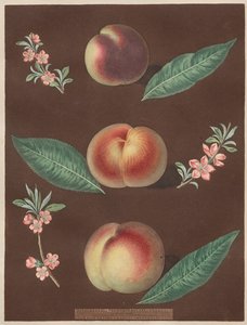 Pomona Britannica : N° 33 - Pêches