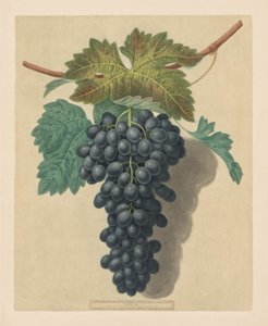 Pomona Britannica : No. 52 - Raisin Black Prince