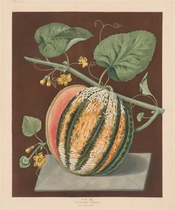 Pomona Britannica: No. 64 - Melon Scarlet Flesh Romana