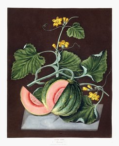 Citrouille, 1812