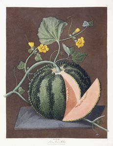 Melon argenté, 1812