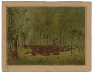 Combat avec des pécaris - Caraïbes - George Catlin
