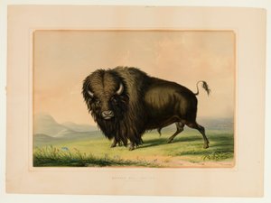 Taureaux de Buffle au pâturage--no.2