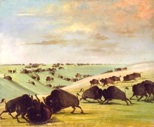 Taureaux de buffle se battant en saison de course, Haut Missouri, 1837-1839 - George Catlin