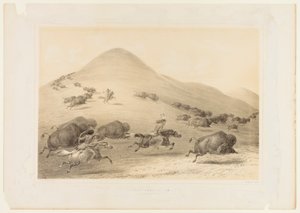 Chasse aux bisons, Chase--no. 6 - George Catlin