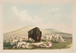 Chasse au bison, des loups blancs attaquant un taureau bison, planche 10 du Portfolio des Indiens d