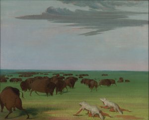 Chasse au buffle sous le masque en peau de loup - George Catlin