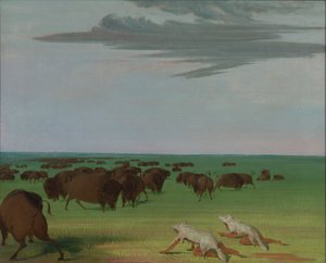 Chasse au bison sous le masque de peau de loup, 1832-1833 - George Catlin