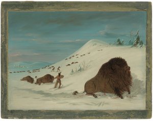 Lancement de buffles dans les congères - Sioux