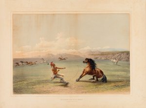 Attraper le cheval sauvage--no. 4 - George Catlin