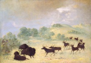 Elan et buffle font connaissance, Texas