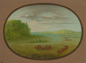 Récolte de riz sauvage - Winnebago, 1861-1869