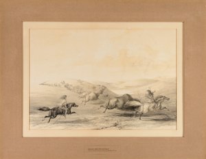 Indiens chassant le buffle--no. 29 - George Catlin