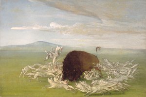 Loups blancs attaquant un buffle - George Catlin