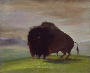 Buffle blessé, répandant son sang dans les Prairies