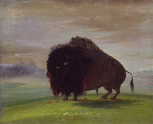 Buffle blessé, répandant son sang sur les prairies, 1832-1833