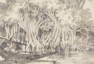Un arbre Pipul - George Chinnery