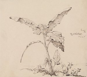 Chèvres sous un bananier - George Chinnery