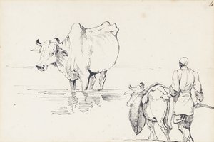 Études de bétail indien - George Chinnery