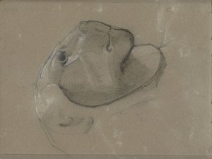 Tête de lion, probablement d