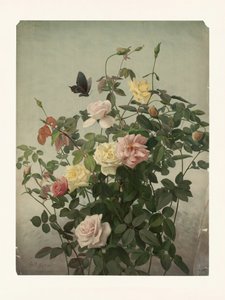 Roses - George Cochran Lambdin