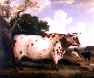 Un taureau Shorthorn dans un paysage