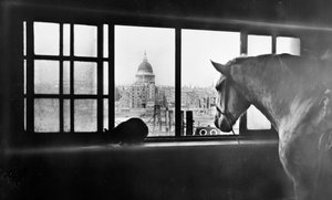 Cheval surplombant la cathédrale Saint-Paul depuis une écurie à plusieurs étages, Londres