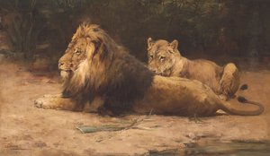Lion et lionne au repos