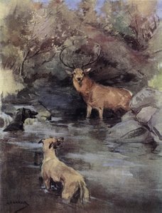 Cerf au piège