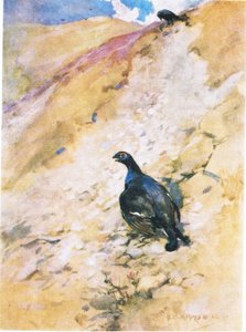Le coq de bruyère a beaucoup apprécié son bain, ébouriffant ses plumes et battant des ailes