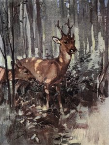 Les chevreuils restent dans les bois