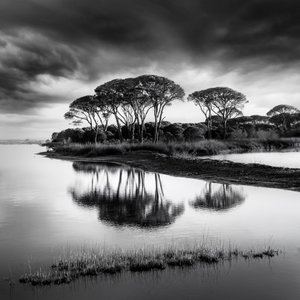 Reflets spectaculaires dans les pins
