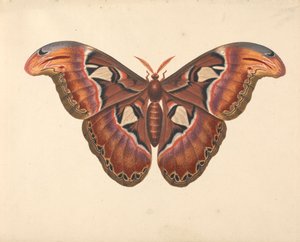Papillon Atlas - George Edwards