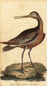 Barge rousse, Limosa lapponica