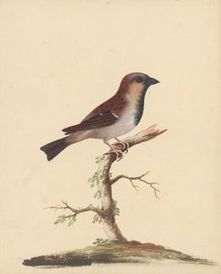 [Moineau mâle] - George Edwards