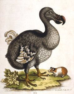 Dodo et cochon d