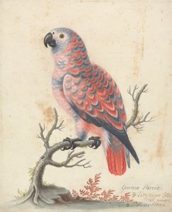 Perroquet de Guinée - George Edwards