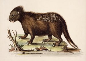 Porc-épic de la baie d