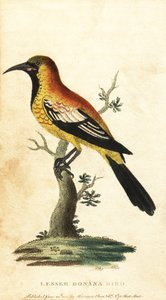 Oriole troupiale, Gymnomystax mexicanus (gravure)
