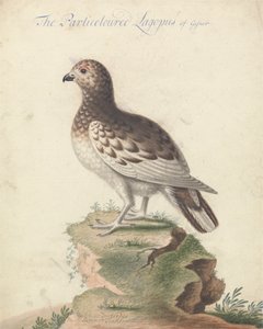 Lagopède