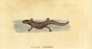 Triton lisse, Lissotriton vulgaris, 1800