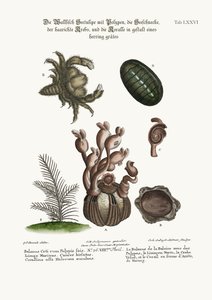 Le Balanus de la Baleine avec Polypes, la Limace Marine, le Crabe Poilu et le Coralline en Arête de Poisson, 1749-73