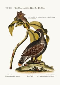 Le coq noir et tacheté, 1749-73
