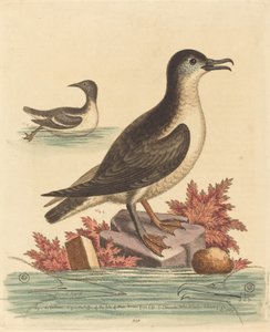 Le guillemot et le macareux de l