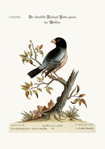 La poule Padda ou oiseau de riz - George Edwards