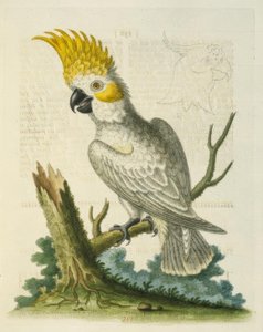 Le Petit Cacatua Blanc à Crête Jaune - George Edwards