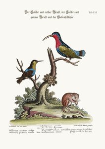 Le Colibri à poitrine rouge, le Colibri à gorge verte et le Loir, 1749-73 - George Edwards