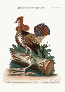 Le coq de bruyère huppé ou tétras, 1749-73