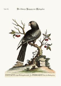Le perroquet noir de Madagascar, 1749-73
